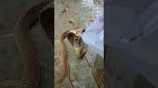 Cobra snake drinking water #snake  #shorts #trading