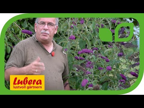 Video: Buddleya David: Anbau, Verwendung, Arten Und Sorten