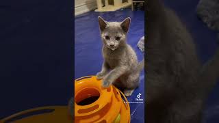 Russian Blue kittens is learning High Five @royalsterlingrussianblueca721