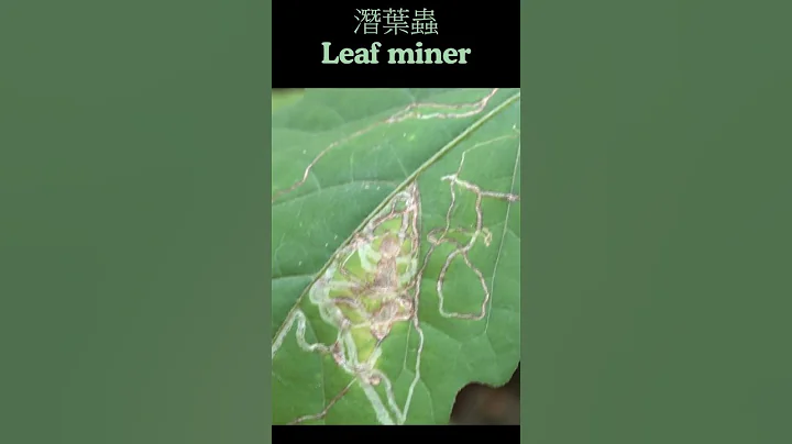 潛葉蟲 Leaf miner 地圖蟲 葉片上的白線 - 天天要聞