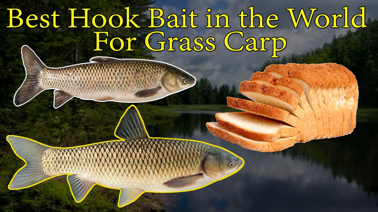Best Hook Bait In The World For Grass Carp 