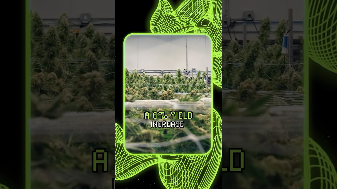 6% Increase in Yield Using Only Far Red for Just Five Minutes After Lights Off - Under Canopy Light