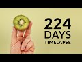 Growing KIWI Time-lapse 224 Days