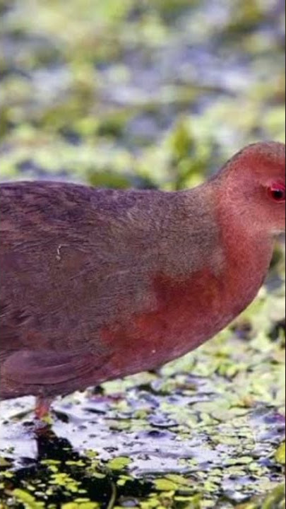 suara burung tikusan mata merah