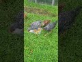 They grow up so fast. #backyardchickens #chicken #styx #homestead