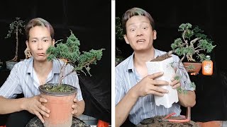 How to create bonsai poses for beginners - Bonsai enthusiasts