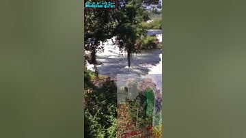 تلاوة من سورة الواقعة بصوت ‏فضيلة الشيخ الشيخ وليد ابو يوسف