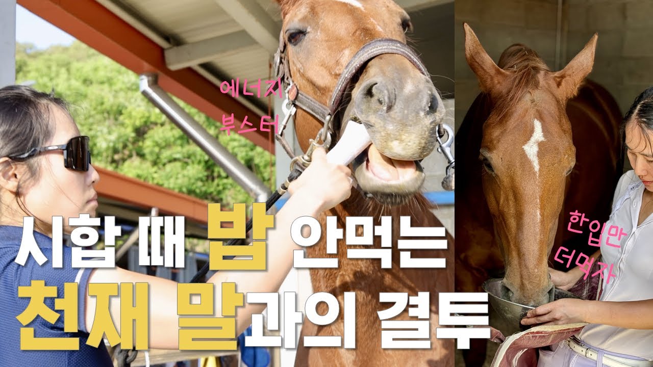 [승마 VLOG] 사료거부 말과 시합, 직장인 말 연차, 올해 첫 승마대회 ㅣ ep5