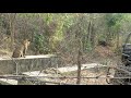 Tiger and Sloth Bear face off.