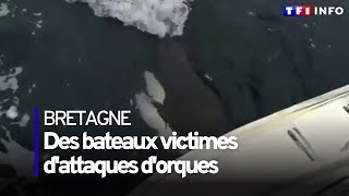 Des bateaux victimes de mystérieuses attaques d'orques au large de la Bretagne