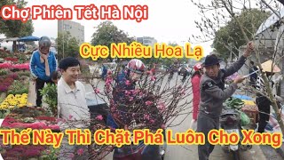 Ch Phin Tt H Ni 2026 ph Hoa  Bn Khch Thy Vy Cht Nhanh Lun
