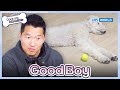 Good Boy 🐶👍 [Dogs are incredible : EP.197-2] | KBS WORLD TV 231212