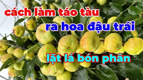 Cách làm cho cây Táo Tàu ra hoa đậu trái. Bón phân, lặt lá cho táo tàu