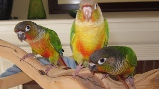 Flying Lessons for Baby Green Cheek Conures Flying Lessons for Baby Green Cheek Conures