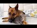 Poor German Shepherd Attacked by Cute Tiny Kitten