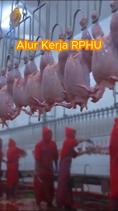 slaughterhouse workflow #shorts #chicken #farmer