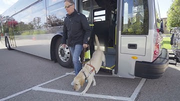 How to Ride SMART With a Service Dog