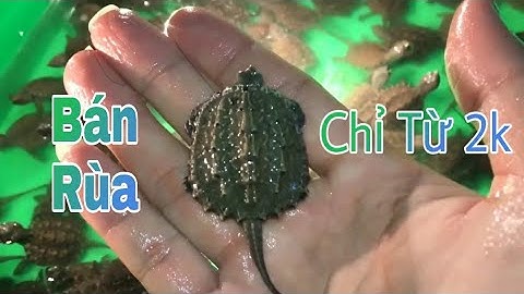 Bán rùa cá sấu, rùa tai đỏ, rùa đá, rùa bụng vàng giá chỉ từ 2000đ - Giao Hàng Toàn Quốc