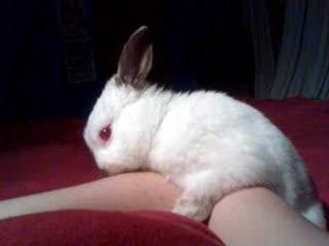 do girl rabbits hump