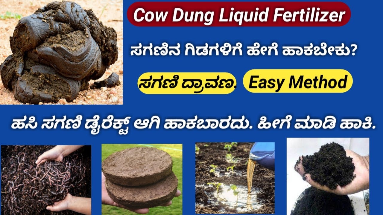 How To Use Cow Dung For Plants How To Store Compost Cowdung Cake how-to-use-cow-dung-for-plants-how-to-store-compost-cowdung-cake