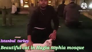Istanbul Turkey Cat In Hagia Sophia Mosque .