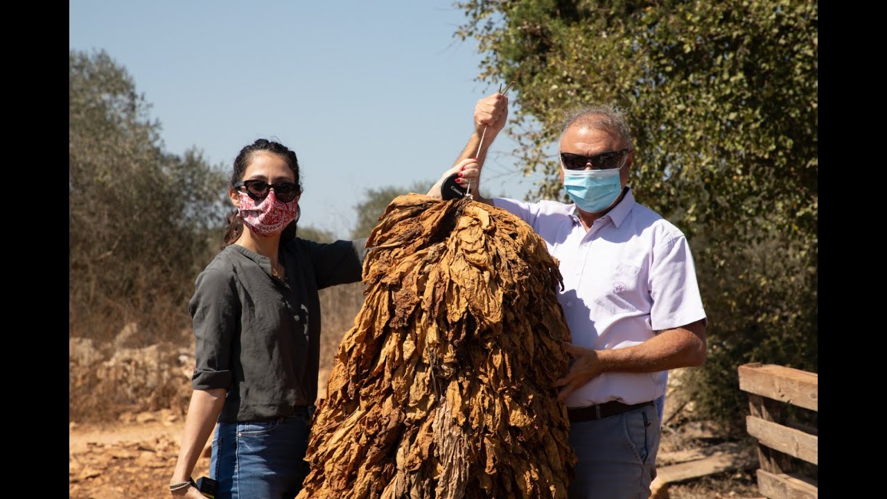 زراعة التبغ في محافظة جنين