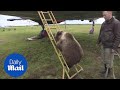 Bear club Mansur has taken a Russian airfield as his home - Daily Mail