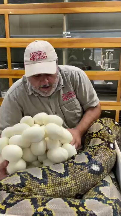 The most snake eggs ever 🥚