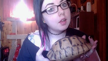 African Tortoise Shell restoration/taxidermy!