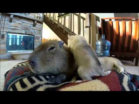 Капибара – мистически притягательный грызун (7 фото + видео)