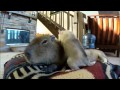 Capybara plays with puppies