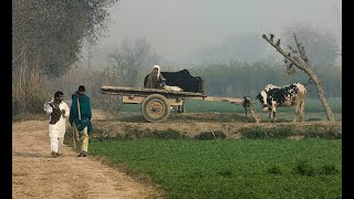 A peaceful working day in village | Beautiful village life | Kashi lucky