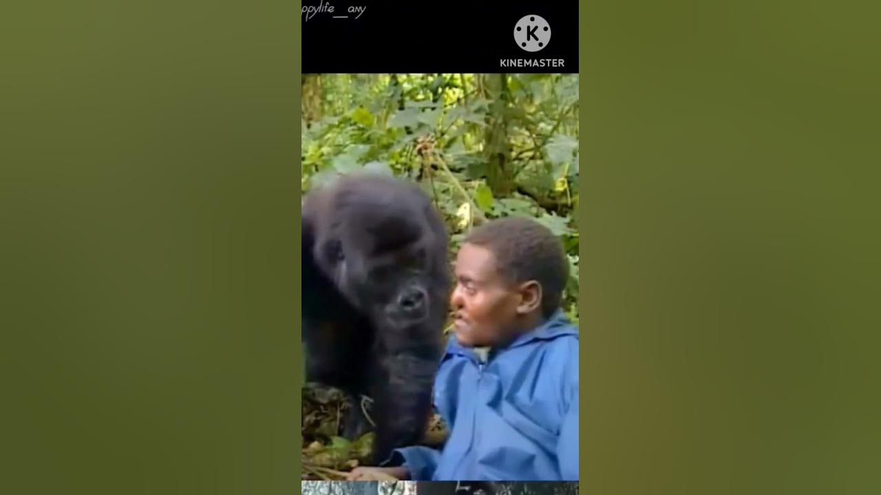 Chimpanzees attack 🦍 #monkey #shortvideo - YouTube