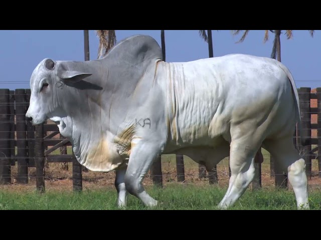 LOTE 23 - 7741 | 42º MEGA LEILÃO ANUAL CARPA TOUROS
