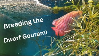 Breeding Dwarf Gouramis