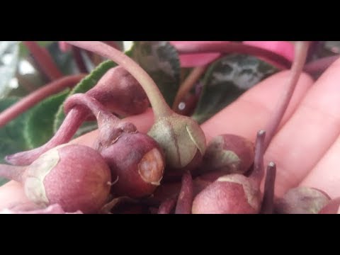 Video: Siklamen Bitki Tohumları - Siklamen Bitkileri Tohum Üretir mi