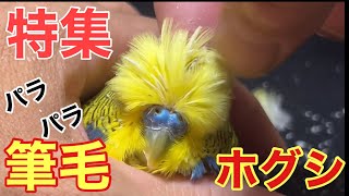 [Parakeet] ‼️Pin feather removal‼️Feature on flying pin feathers‼️