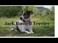 Jack russell terrier(WHAT YOU NEED TO KNOW)