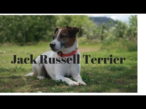 jack-russell-terrier(what-you-need-to-know)