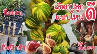 มะเดื่อฝรั่ง Fig เลือกซื้อแบบไหนดี กิ่งตอน กิ่งปักชำ ต้นเสียบยอด : บ้านสวนวาสนาดี EP.13