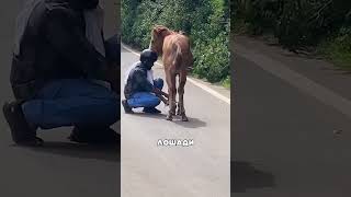 Алтайский мотоциклист спас брошенную лошадь 🫢🔥😪