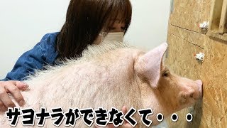 ミニブタつくねとお別れができません