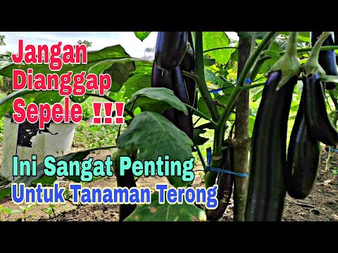 Faktor Ini Sangat Penting Agar Terong Berbuah Banyak