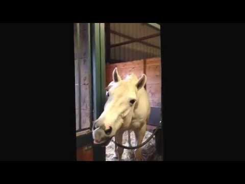 horse-sings-happy-birthday