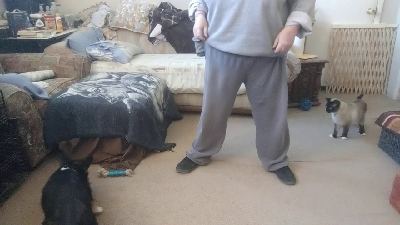 Mushing Commands Training Session 5 YouTube