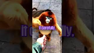 This Monkey Will NEVER Fight Back… 🐵 #animallovers #shorts #monkey