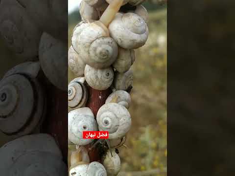 حلزون في طبيعة