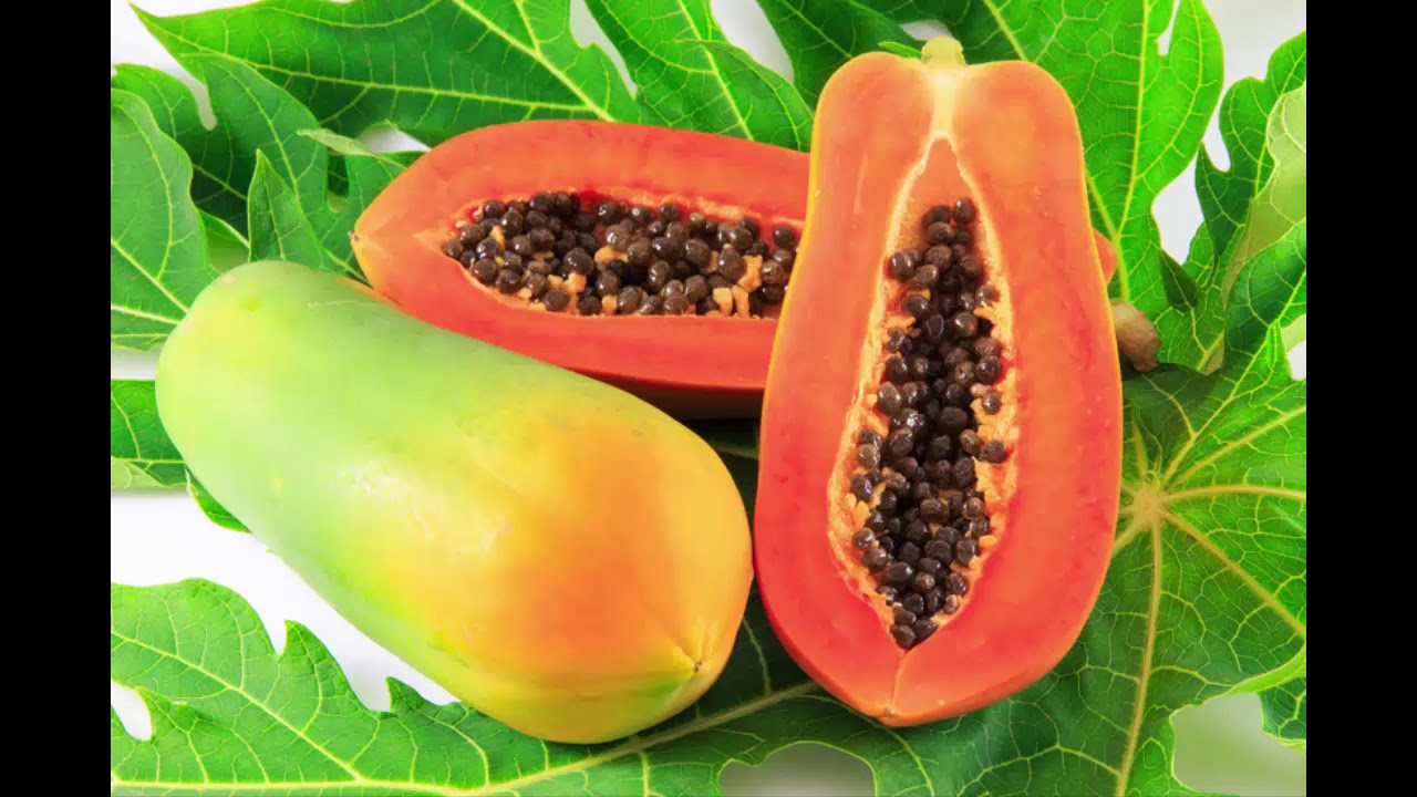 Những công dụng hay của QUẢ ĐU ĐỦ mà có thể nhiều người không biết - Nhận dạng cây thuốc
