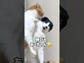 一緒に寝ようと見せかけて奪いにくる妹猫#shorts