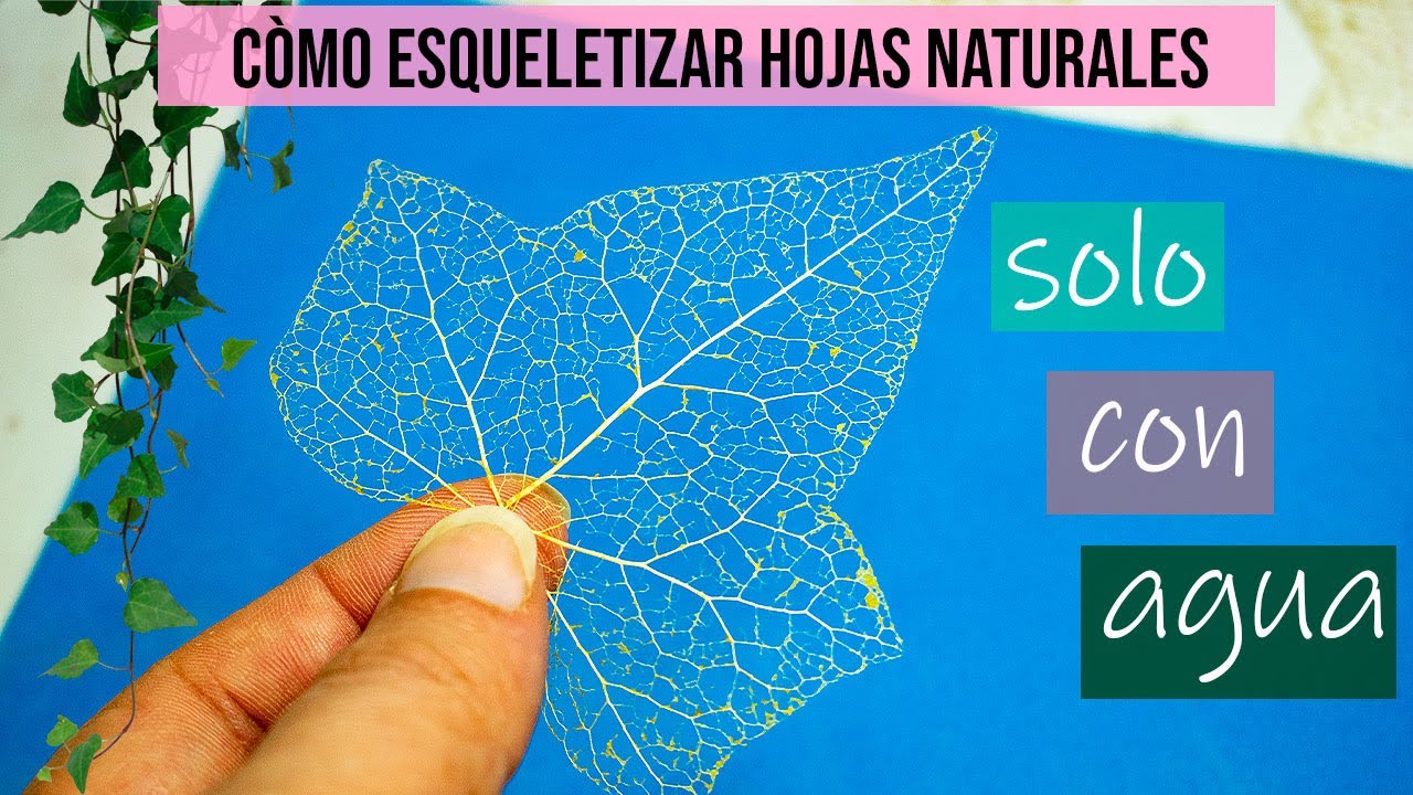 Cómo esqueletizar hojas naturales solo con agua. Fácil y económico (Leaf esqueleto)